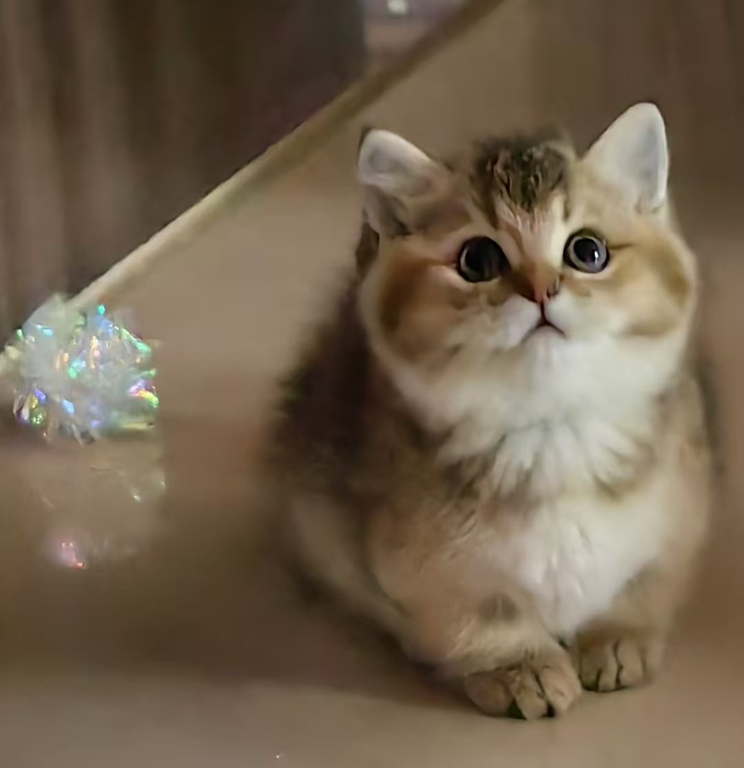 Jelly Cat on 2024-11-17